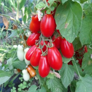 Mini San Marzano