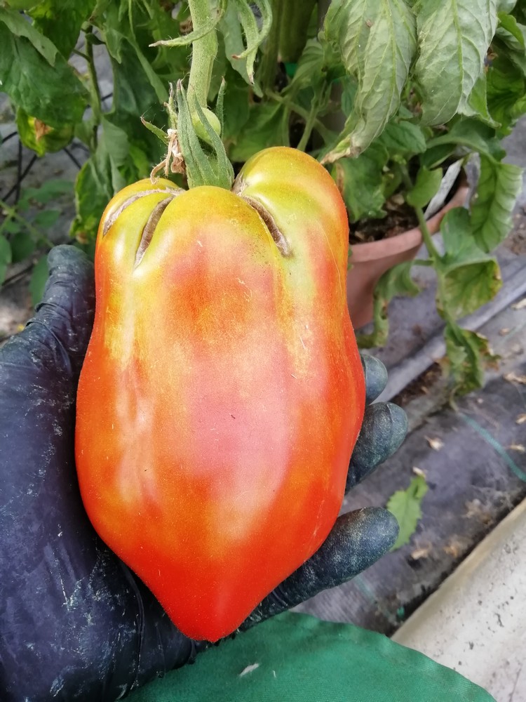 Cirio Gigante
