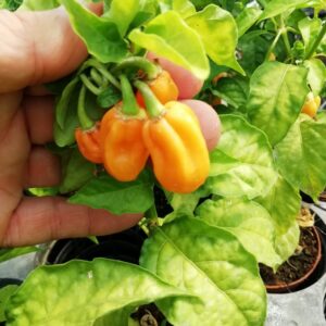 Habanero Adalberto