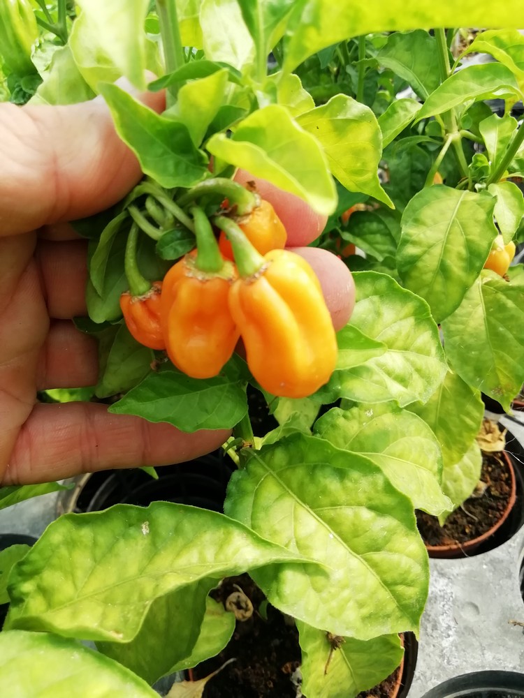 Habanero Adalberto
