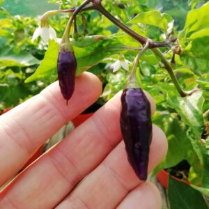 Habanero Condor Beak