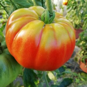 Pietrone