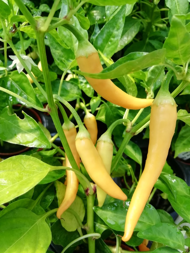 Portokolova Fifironka