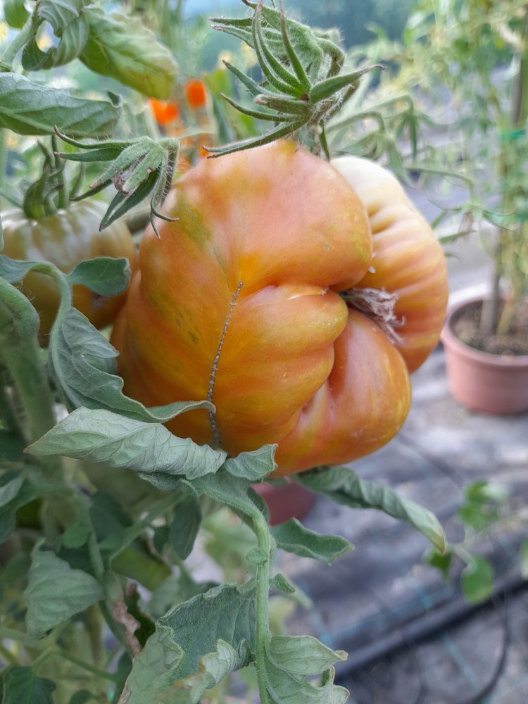 Cherokee Lime Stripes