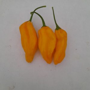 Aji Umba Yellow