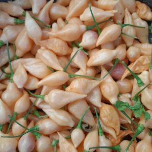 Chupetinho Big Peach