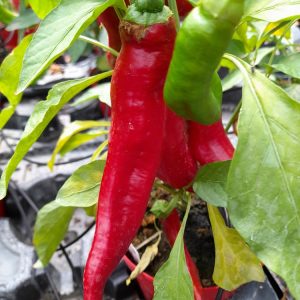 Cornaletto da Appendere