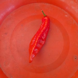 Ghostly Jalapeno