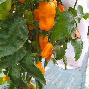 Habanero Harold St. Barts