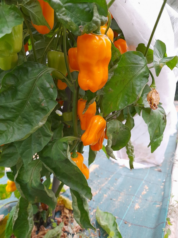 Habanero Harold St. Barts