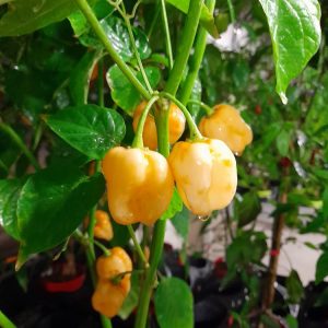 Habanero Peach Mexico
