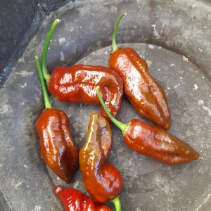 Habolokia