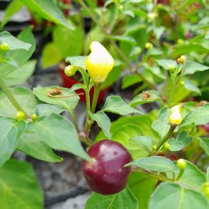 Pimenta Barra do Ribeiro