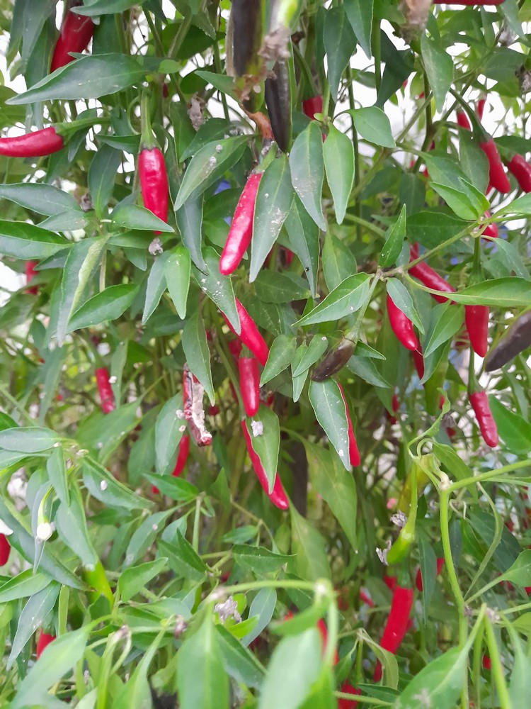 Red Portello