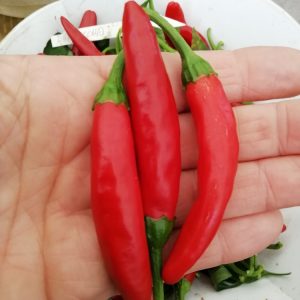 Diavolicchio Lungo